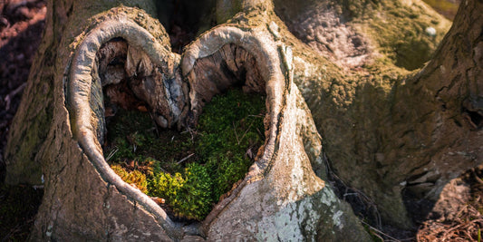 Why is a FSC Certification so important?